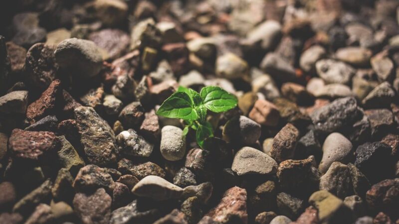 Breaking Free from the Golem Effect: Unlocking Potential in Personal and Professional Life